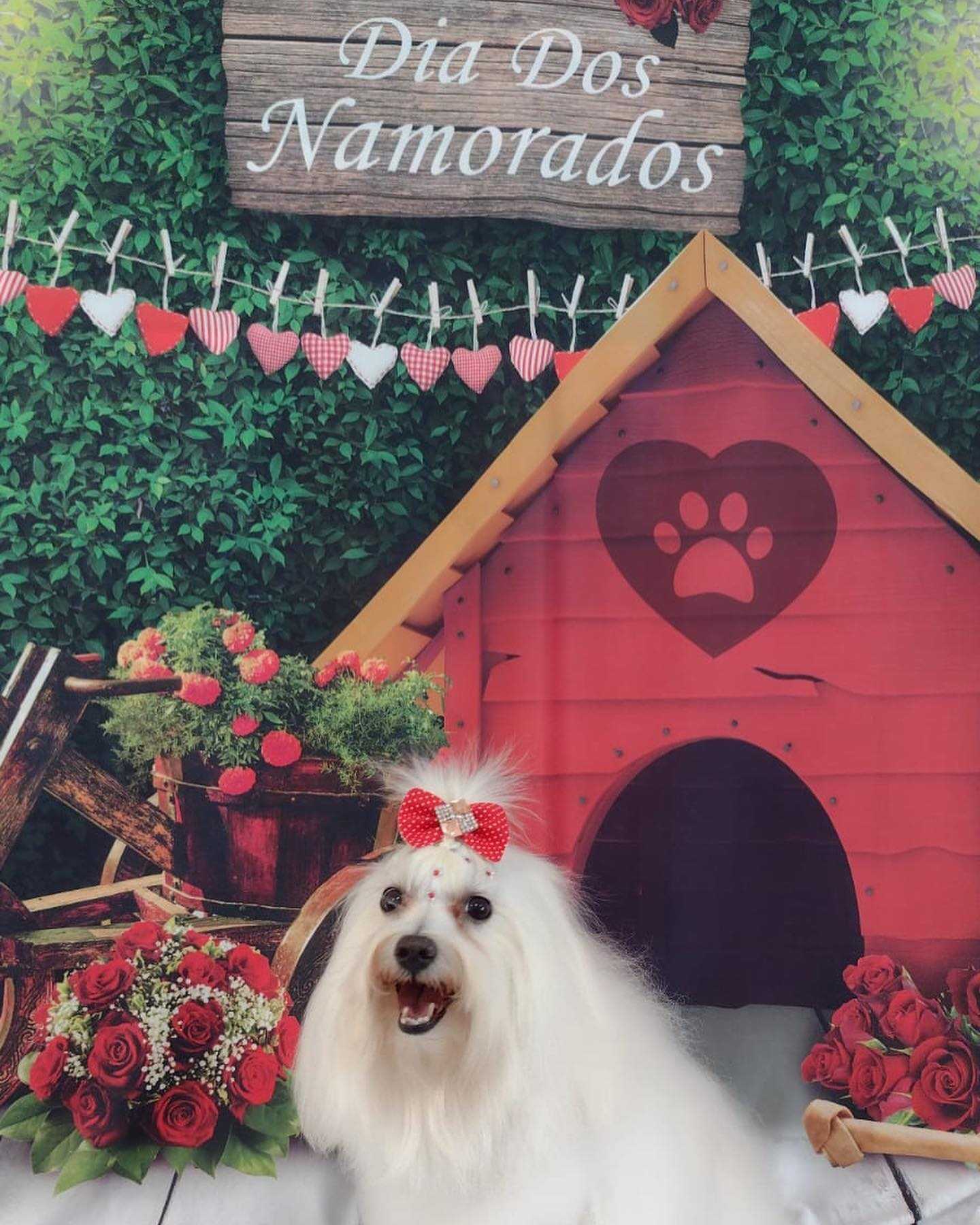 Foto da Galeria