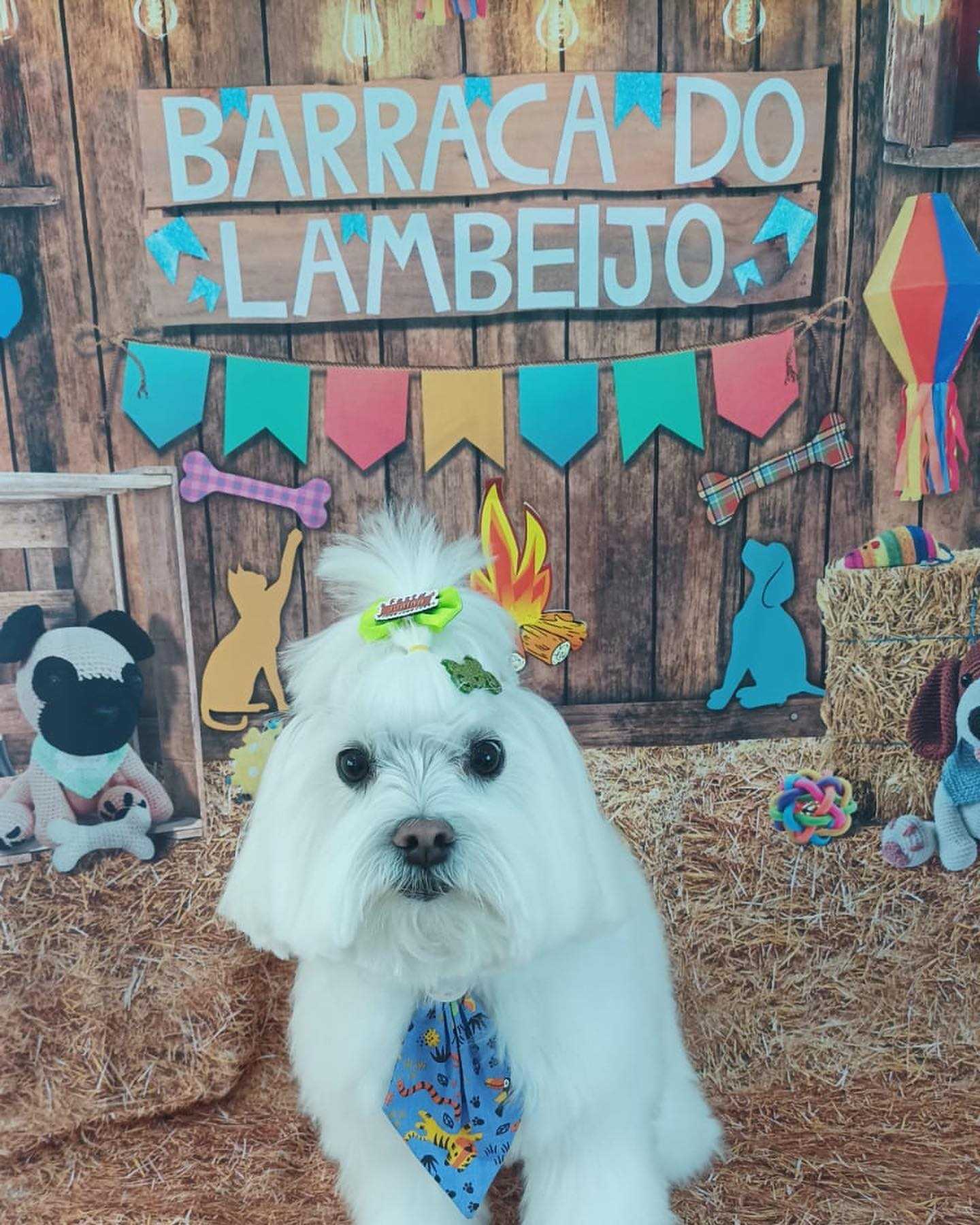 Foto da Galeria
